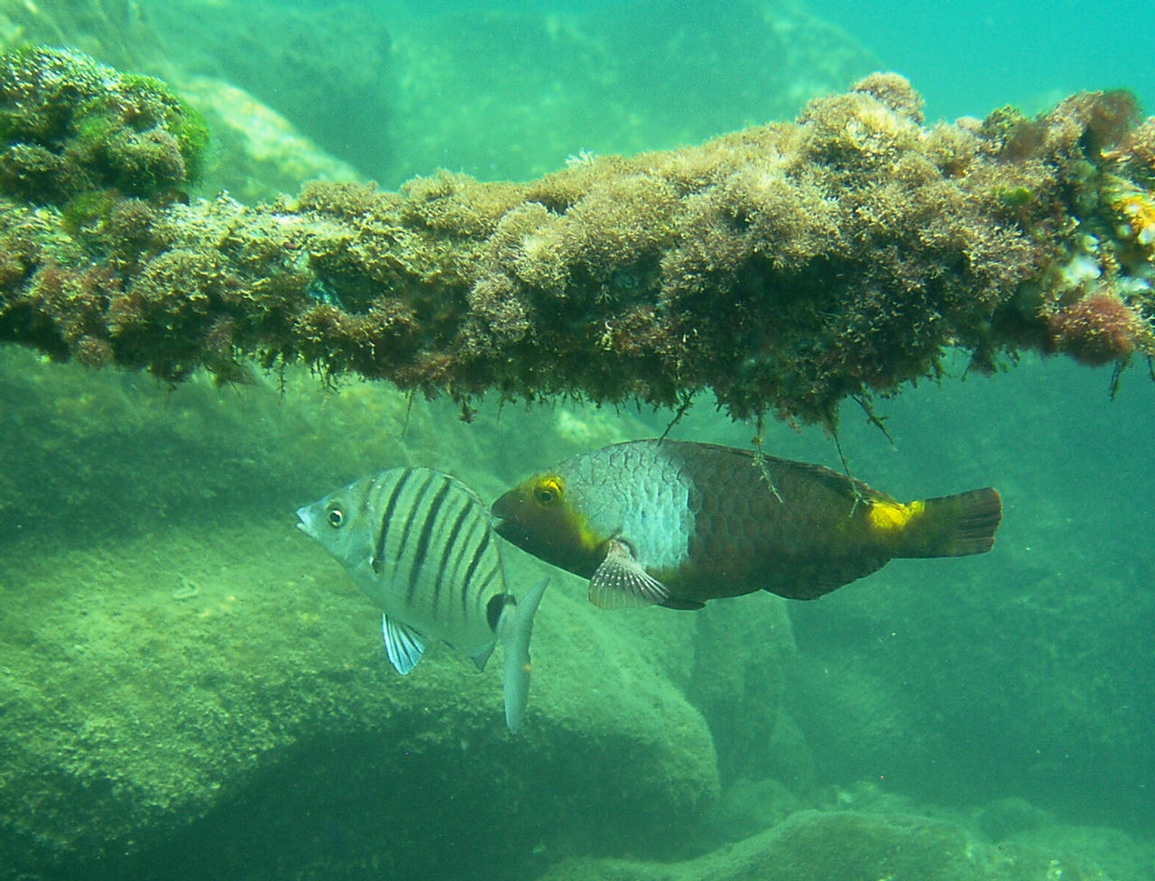 Sparisoma cretense (Pesce pappagallo mediterraneo)